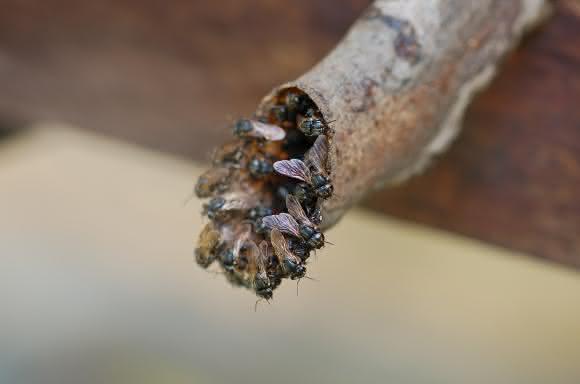 Wächterinnen am Stockeingang der Art Scaptotrigona depilis. (Foto/©: Christoph Grüter)
