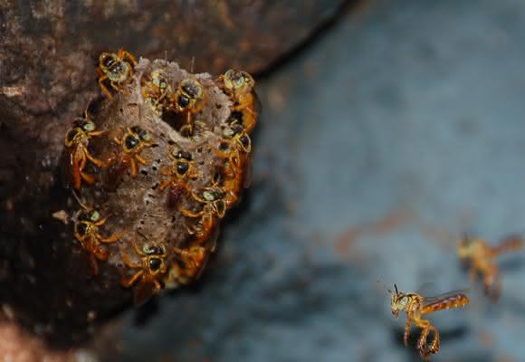 Soldatinnen der Art Tetragonisca angustula, die den Eingang zum Stock verteidigen. (Foto/©: Christoph Grüter)