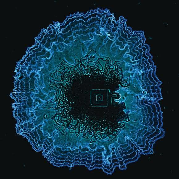 wachsender bakterieller Biofilm