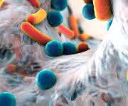 Biofilme sind strukturierte Bakterienansammlungen und an vielen schwer behandelbaren chronischen Infektionen beteiligt.