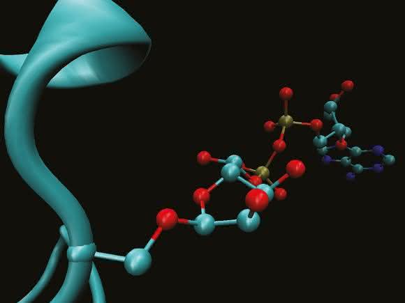 Komplexe Markierung für die DNA-Reparatur: Die 3D-Darstellung zeigt die Anheftung der ADP-Ribosylierung an die Aminosäure Serin im Protein (türkis). (© MPI f. Biologie des Alterns) Komplexe Markierung für die DNA-Reparatur: Die 3D-Darstellung zeigt die Anheftung der ADP-Ribosylierung an die Aminosäure Serin im Protein (türkis). (© MPI f. Biologie des Alterns)