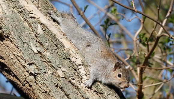 Das nordamerikanische graue Eichhörnchen hat das heimische rötliche Eichhörnchen in Großbritannien nahezu verdrängt. (Copyright: Tim M. Blackburn, University College London)