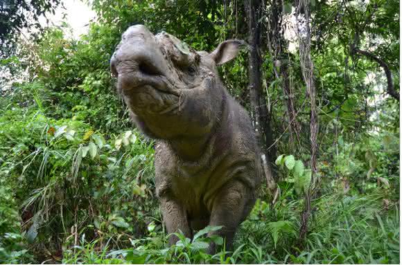 Tumore behindern die Fortpflanzung von im Freiland lebenden Sumatra-Nashörnern (Dicerorhinus sumatrensis). (Foto: Ben Jastram / IZW)