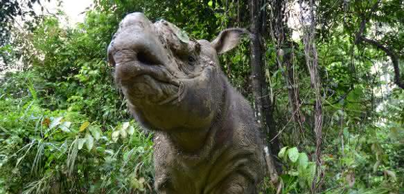 Tumore behindern die Fortpflanzung von im Freiland lebenden Sumatra-Nashörnern (Dicerorhinus sumatrensis). (Foto: Ben Jastram / IZW)
