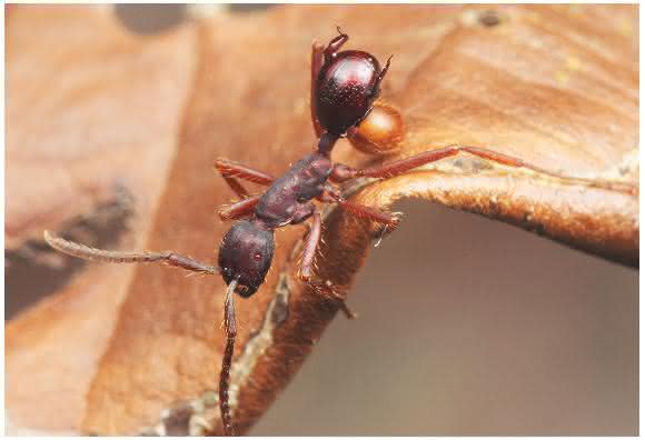 Die neu entdeckte Käferart Nymphister kronaueri lässt sich auf dem Rücken von Treiberameisen transportieren und sieht dabei deren Hinterteil täuschend ähnlich. (Bild: M. Maruyama)