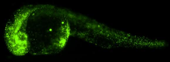 Fluoreszierende Kügelchen (grün) im 24 Stunden alten Zebrafischembryo. Die Kügelchen wurden im Einzellstadium in den Embryo eingebracht und verteilten sich, ohne die Entwicklung zu beeinflussen. (Copyright: Hörner et al. / Journal of Biophotonics)