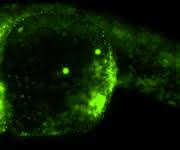 Fluoreszierende Kügelchen (grün) im 24 Stunden alten Zebrafischembryo. Die Kügelchen wurden im Einzellstadium in den Embryo eingebracht und verteilten sich, ohne die Entwicklung zu beeinflussen. (Copyright: Hörner et al. / Journal of Biophotonics)