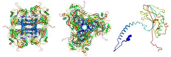 Atomares Modell der kristallinen Proteinhülle der Granuloviren, berechnet aus Röntgenbeugungsmustern. Die einzelnen Proteinmoleküle (ganz rechts) fügen sich zu Kristallbausteinen (links von der Seite gesehen, in der Mitte von oben gesehen) zusammen. (Bild: Dominik Oberthür, CFEL / DESY)