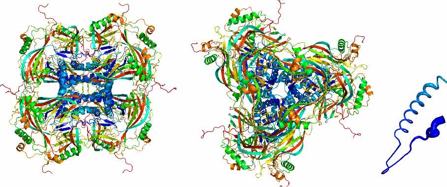 Atomares Modell der kristallinen Proteinhülle der Granuloviren, berechnet aus Röntgenbeugungsmustern. Die einzelnen Proteinmoleküle (ganz rechts) fügen sich zu Kristallbausteinen (links von der Seite gesehen, in der Mitte von oben gesehen) zusammen. (Bild: Dominik Oberthür, CFEL / DESY) Atomares Modell der kristallinen Proteinhülle der Granuloviren, berechnet aus Röntgenbeugungsmustern. Die einzelnen Proteinmoleküle (ganz rechts) fügen sich zu Kristallbausteinen (links von der Seite gesehen, in der Mitte von oben gesehen) zusammen. (Bild: Dominik Oberthür, CFEL / DESY)