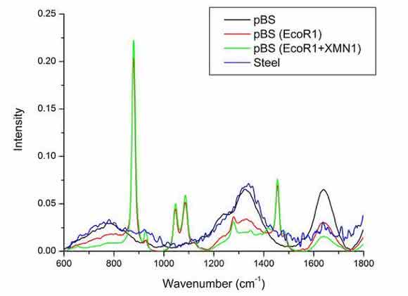 Cell Damage and Disease: Double-Stranded DNA Damage Assessed with Raman Spectroscopy