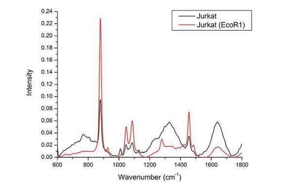 Cell Damage and Disease: Double-Stranded DNA Damage Assessed with Raman Spectroscopy