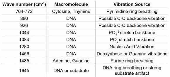 Cell Damage and Disease: Double-Stranded DNA Damage Assessed with Raman Spectroscopy