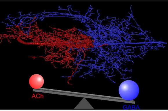 Dendritenstruktur eines Flugmotorneurons