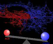 Dendritenstruktur eines Flugmotorneurons