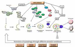 Inhibition or Enhancement?: Autophagy and Cancer  Chemotherapy