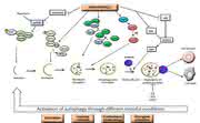 Inhibition or Enhancement?: Autophagy and Cancer Chemotherapy Inhibition or Enhancement?: Autophagy and Cancer Chemotherapy
