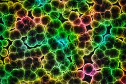 Tissue Development: Cell Competition and Cooperation in Tissue Development