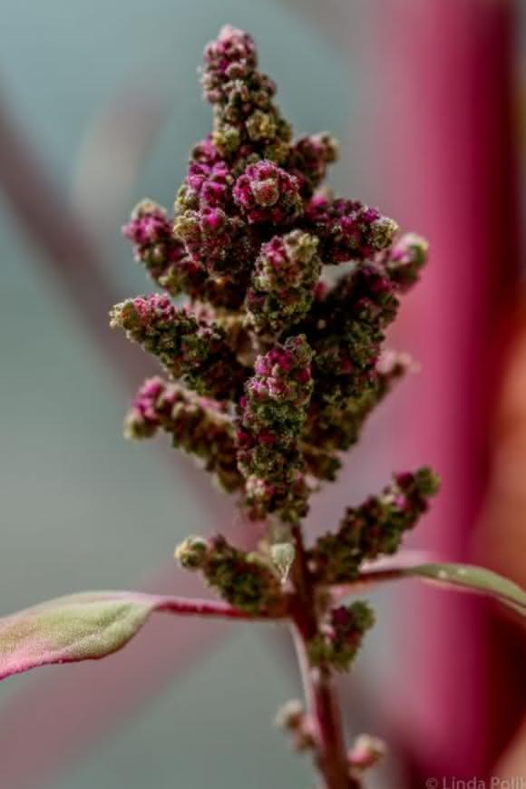 Quinoablüte Quinoablüte