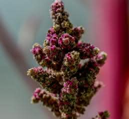 Quinoablüte