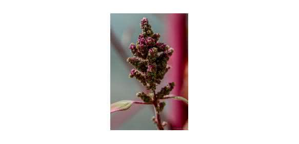 Quinoablüte