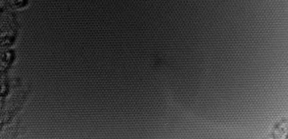 Graphen-Gitter Graphen-Gitter