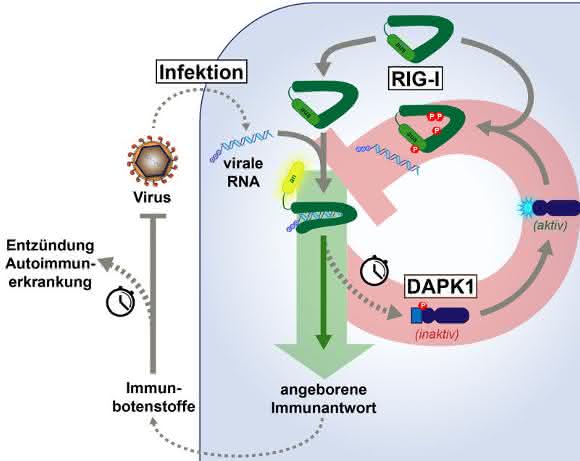 Immunreaktion