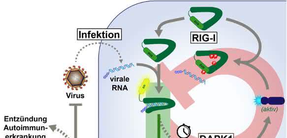 Immunreaktion