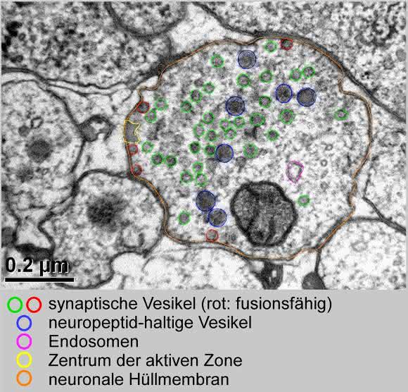 Dünnschnitt durch die Synapse eines Motorneurons des Fadenwurms Caenorhabditis elegans. Die synaptischen Vesikel (grün, rot) sind von der neuronalen Hüllmembran (orange) umgeben. Rote Vesikel sind fusionsfähig. Die blau markierten Vesikel enthalten Neuropeptide, mit denen die Zelle die Füllung der roten und grünen Vesikel kontrolliert. (Copyright: Szi-chieh Yu und Wagner Steuer Costa, Goethe Universität)