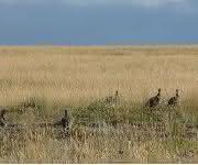 Beifußsteppe in Wyoming