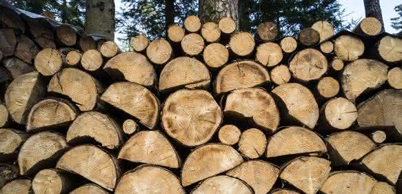 Holz