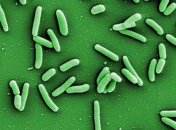 Krankheitserreger Pseudomonas aeruginosa