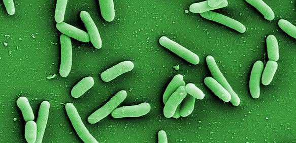 Krankheitserreger Pseudomonas aeruginosa
