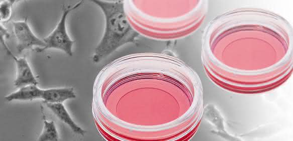 ibidi erweitert seine Produktlinie für die Lebendzell-Mikroskopie und Immunfluoreszenz mit der neuen Glass Bottom Dish35 mm. ibidi erweitert seine Produktlinie für die Lebendzell-Mikroskopie und Immunfluoreszenz mit der neuen Glass Bottom Dish35 mm.