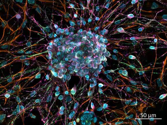 neuronale Zellen