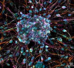 neuronale Zellen neuronale Zellen