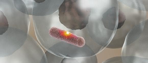Das Enzym MPO stellt eine aggressive Säure her, die ein Loch in die Bakterienhülle brennt und den Eindringling abtötet, ohne das umgebende Gewebe zu schädigen. (Bild: Universität Basel, Biozentrum)