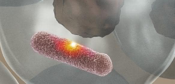 Das Enzym MPO stellt eine aggressive Säure her, die ein Loch in die Bakterienhülle brennt und den Eindringling abtötet, ohne das umgebende Gewebe zu schädigen. (Bild: Universität Basel, Biozentrum)
