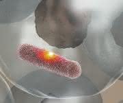 Das Enzym MPO stellt eine aggressive Säure her, die ein Loch in die Bakterienhülle brennt und den Eindringling abtötet, ohne das umgebende Gewebe zu schädigen. (Bild: Universität Basel, Biozentrum)