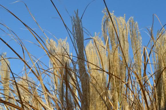 Gras oder Stroh: Hieraus sollen Zwischenprodukte für den erdölbasierten Raffinerieprozess entstehen. (© Foto: Fraunhofer UMSICHT / Volker Heil)