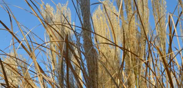Gras oder Stroh: Hieraus sollen Zwischenprodukte für den erdölbasierten Raffinerieprozess entstehen. (© Foto: Fraunhofer UMSICHT / Volker Heil) Gras oder Stroh: Hieraus sollen Zwischenprodukte für den erdölbasierten Raffinerieprozess entstehen. (© Foto: Fraunhofer UMSICHT / Volker Heil)