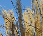 Gras oder Stroh: Hieraus sollen Zwischenprodukte für den erdölbasierten Raffinerieprozess entstehen. (© Foto: Fraunhofer UMSICHT / Volker Heil) Gras oder Stroh: Hieraus sollen Zwischenprodukte für den erdölbasierten Raffinerieprozess entstehen. (© Foto: Fraunhofer UMSICHT / Volker Heil)