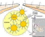 Das Zellhüllen-Zuckerpolymer Wandteichonsäure (WTA) von Staphylococcus aureus spielt bei der Entwicklung von Hautinfektionen eine Rolle.