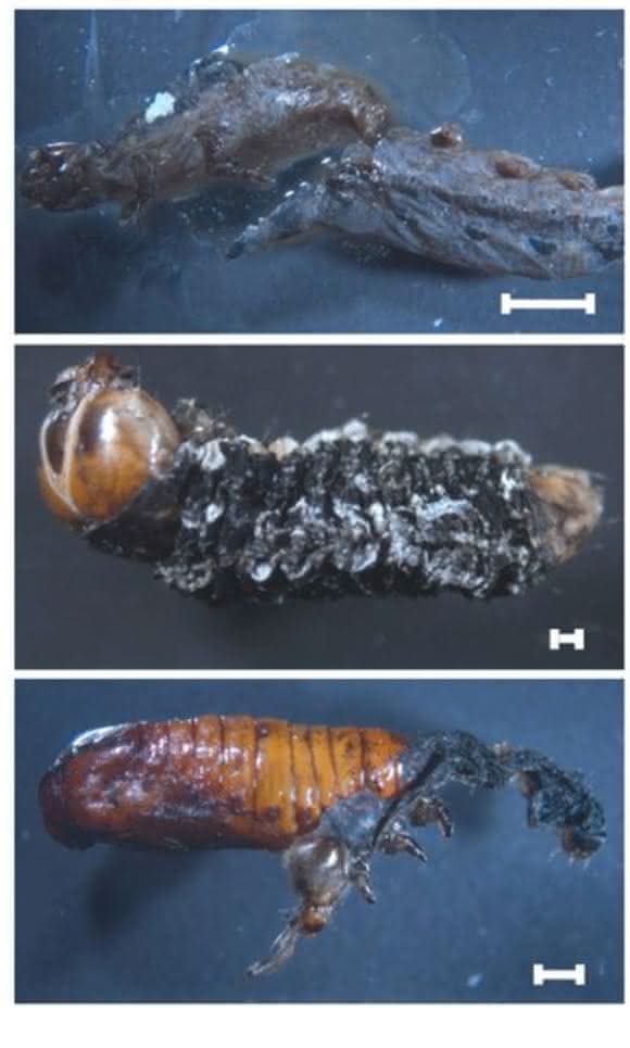 Baumwollwurm Spodoptera littoralis