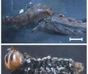 Baumwollwurm Spodoptera littoralis