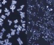 Menschliche Chromosomen im Mikroskop. Auf dem linken Bild sind die Chromosomen intakt, das rechte Bild zeigt kleingeschnittene Chromosomen aus Zellen, in denen das Enzym MUS81 unkontrolliert aktiv war. (Bild: ETH Zürich / Jiradet Gloggnitzer)