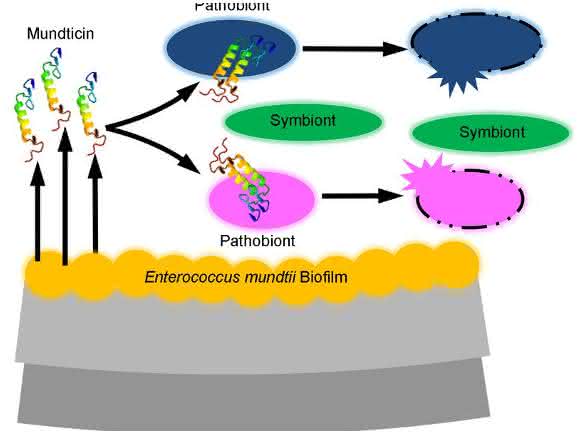 Enterococcus mundtii-Darmbakterien