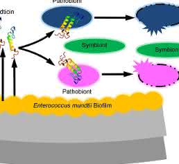 Enterococcus mundtii-Darmbakterien