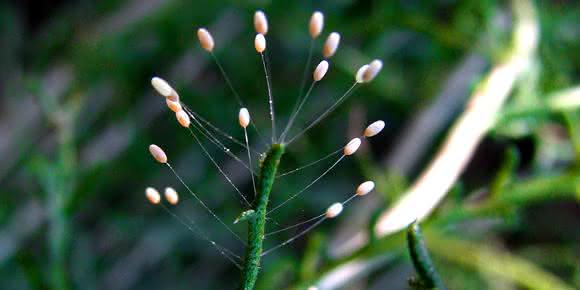 Die mechanischen Eigenschaften der Eierstiele der Florfliege sind so beachtlich, dass Forscher sie für technische Fasern nachbilden möchten. (Foto: Wikimedia Commons, Karthik R. Bhat)