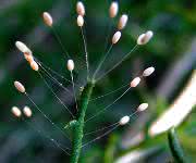 Die mechanischen Eigenschaften der Eierstiele der Florfliege sind so beachtlich, dass Forscher sie für technische Fasern nachbilden möchten. (Foto: Wikimedia Commons, Karthik R. Bhat)