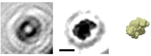 Das holografische Bild eines einzelnen Proteins: Aus dem Hologramm (links) wird das Bild des Proteins Albumin (Mitte) berechnet (der Balken entspricht 5 nm). Das Prinzip kann man sich in etwa so vorstellen, als würde man die Wellen eines ins Wasser geworfenen Steins zurückverfolgen und daraus die Form des Steins rekonstruieren. Wie der Vergleich mit einer Simulation der Elektronendichte zeigt, gibt die holografische Abbildung die globale Struktur des Proteins sehr gut wider. (© Jean-Nicolas Longchamp / Universität Zürich) Das holografische Bild eines einzelnen Proteins: Aus dem Hologramm (links) wird das Bild des Proteins Albumin (Mitte) berechnet (der Balken entspricht 5 nm). Das Prinzip kann man sich in etwa so vorstellen, als würde man die Wellen eines ins Wasser geworfenen Steins zurückverfolgen und daraus die Form des Steins rekonstruieren. Wie der Vergleich mit einer Simulation der Elektronendichte zeigt, gibt die holografische Abbildung die globale Struktur des Proteins sehr gut wider. (© Jean-Nicolas Longchamp / Universität Zürich)